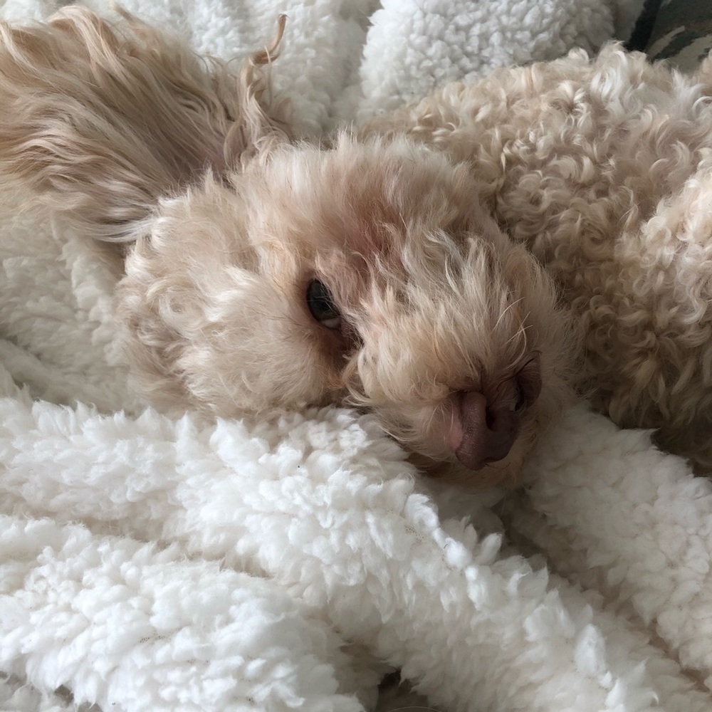 Meet your Posher, Saadeea